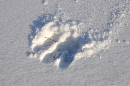 Moose Tracks In Snow Treaty 9 Diar picture